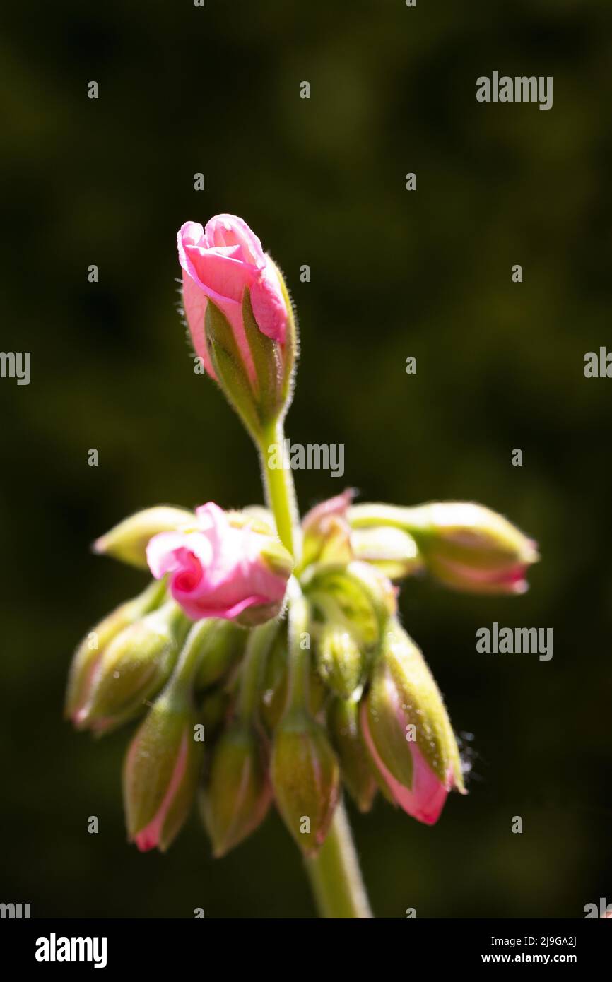 Buds ready to flower on a geranium plant. Stock Photo