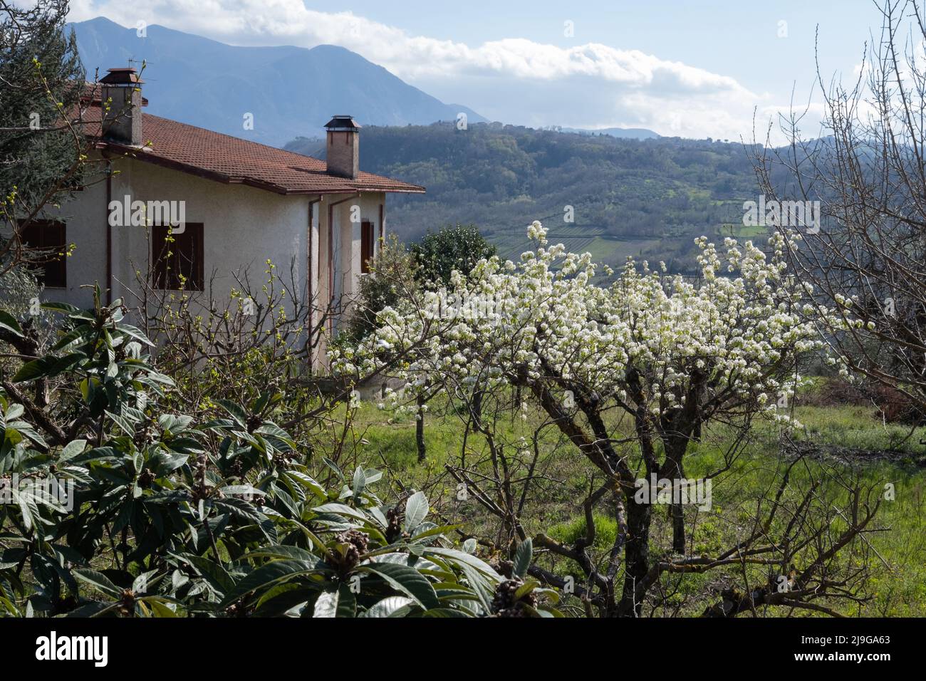 Flowering fruit tree in Taurasi, Italy Stock Photo