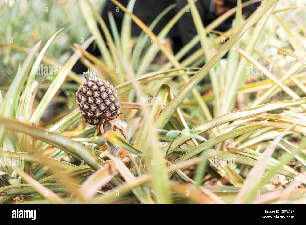 Hawaiian pineapple growing in a plantation in Masaya Nicaragua while ...