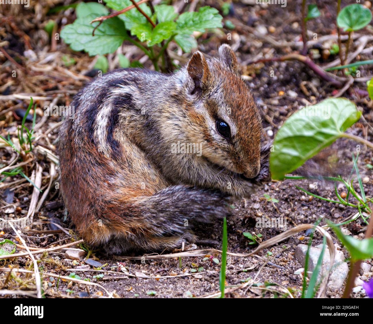Chipmunk animal in the field cleaning its tail and displaying brown fur, body, head, eye, nose, ears, paws, in its environment and habitat environment Stock Photo