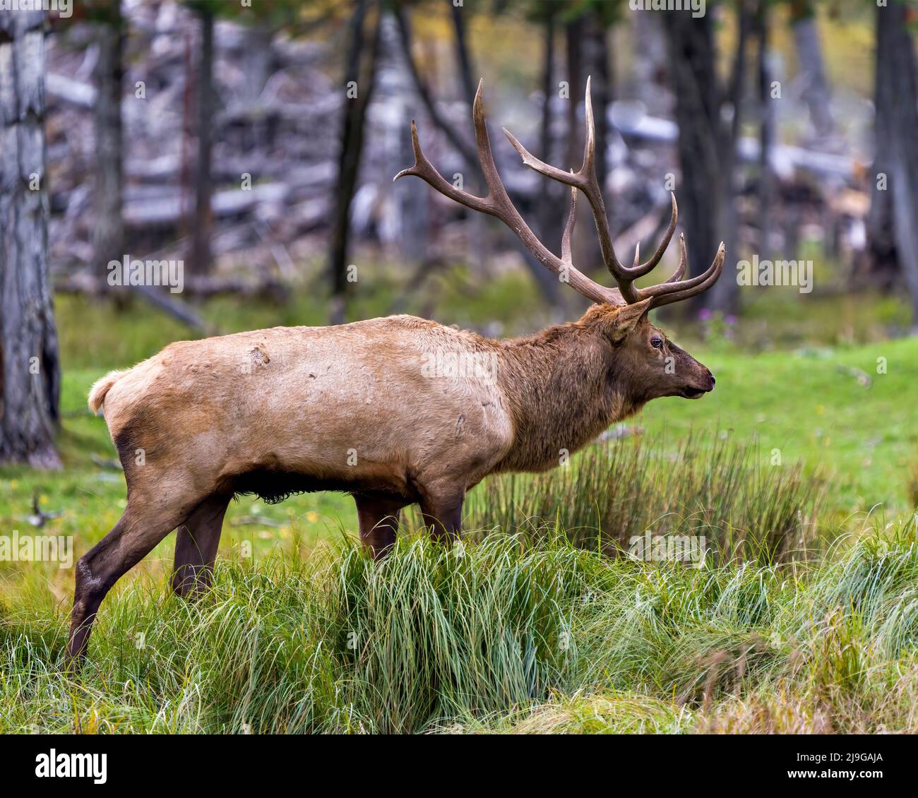 Elk male walking in forest in the elk rutting season, displaying large