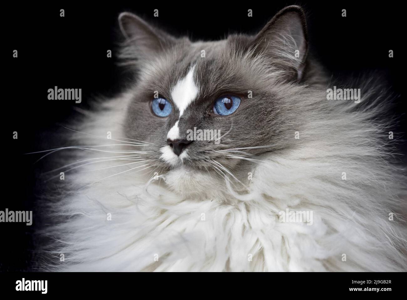 ragdoll cat close up Stock Photo