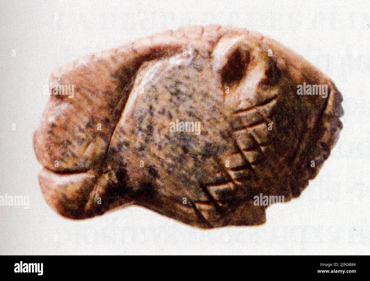 Tête de lion, en ivoire, grotte de Vogelherd, Allemagne, 2,5 cm. 35000 ans Stock Photo