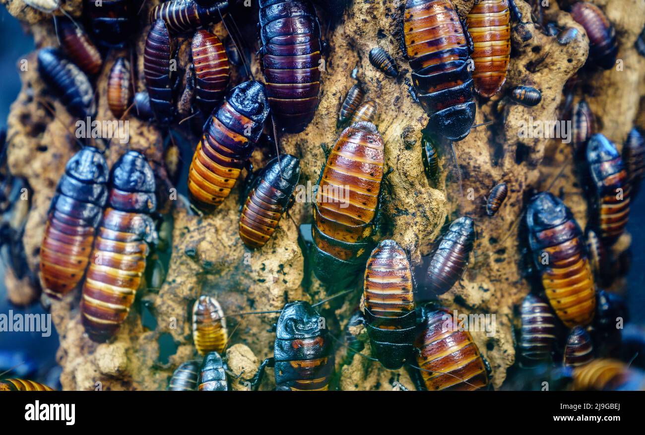 Close-up image of a colony of Madagascar hissing cockroach (Gromphadorhina portentosa) Stock Photo
