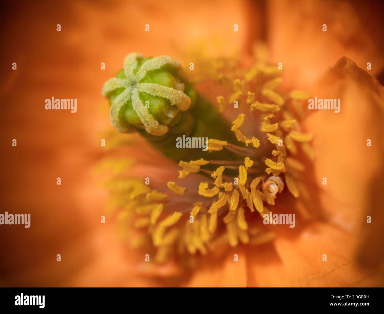 Orange field poppy close-up. Seedpod and stamens, almost abstract. Stock Photo