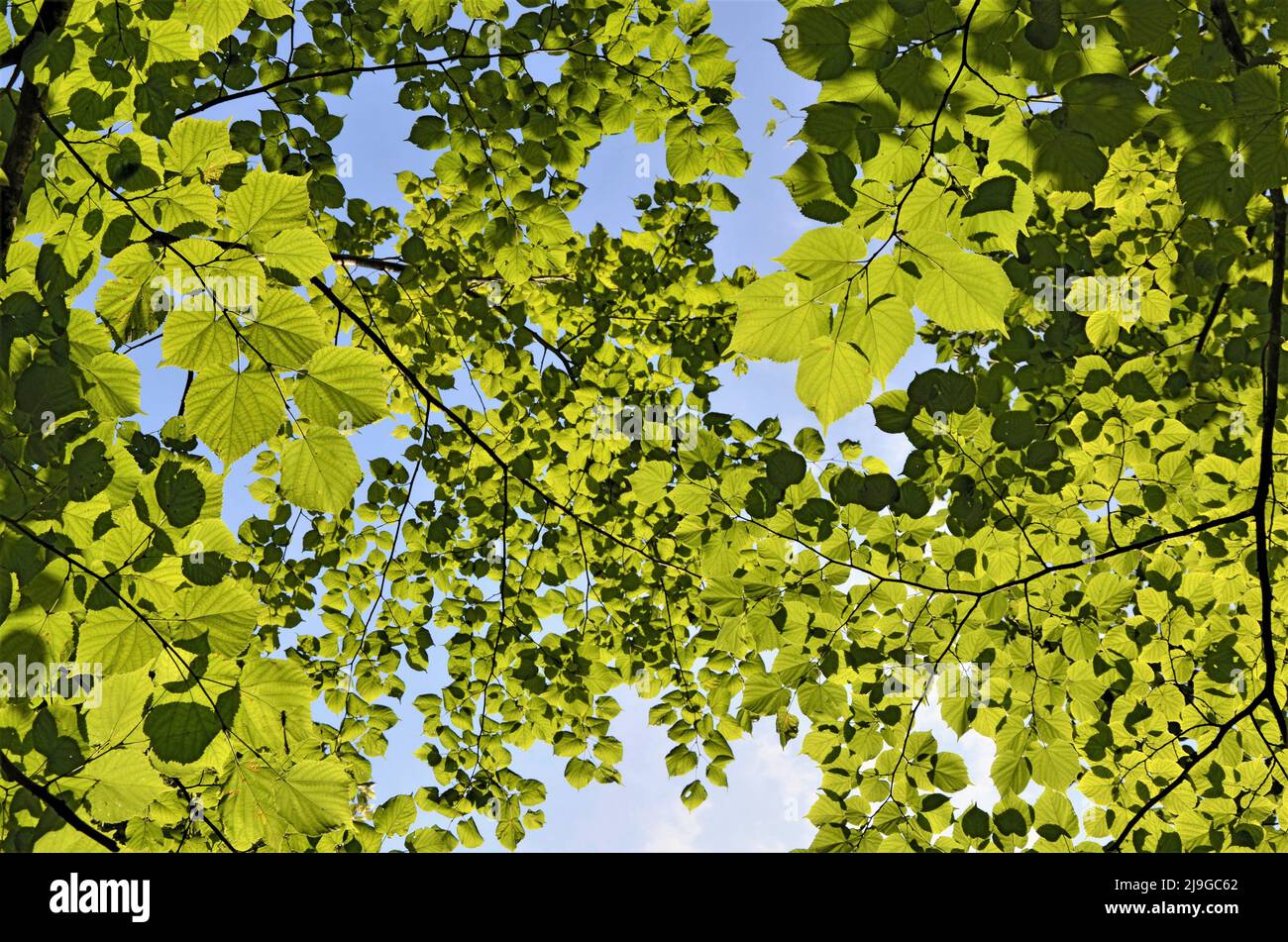 Realistic palm tree hi-res stock photography and images - Alamy