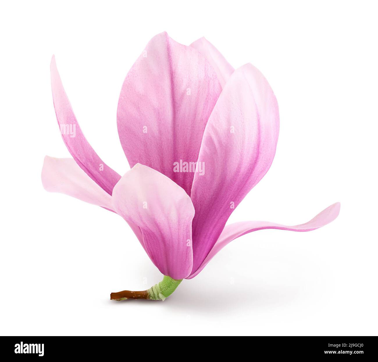 Pink magnolia flower isolated on white background with clipping path ...
