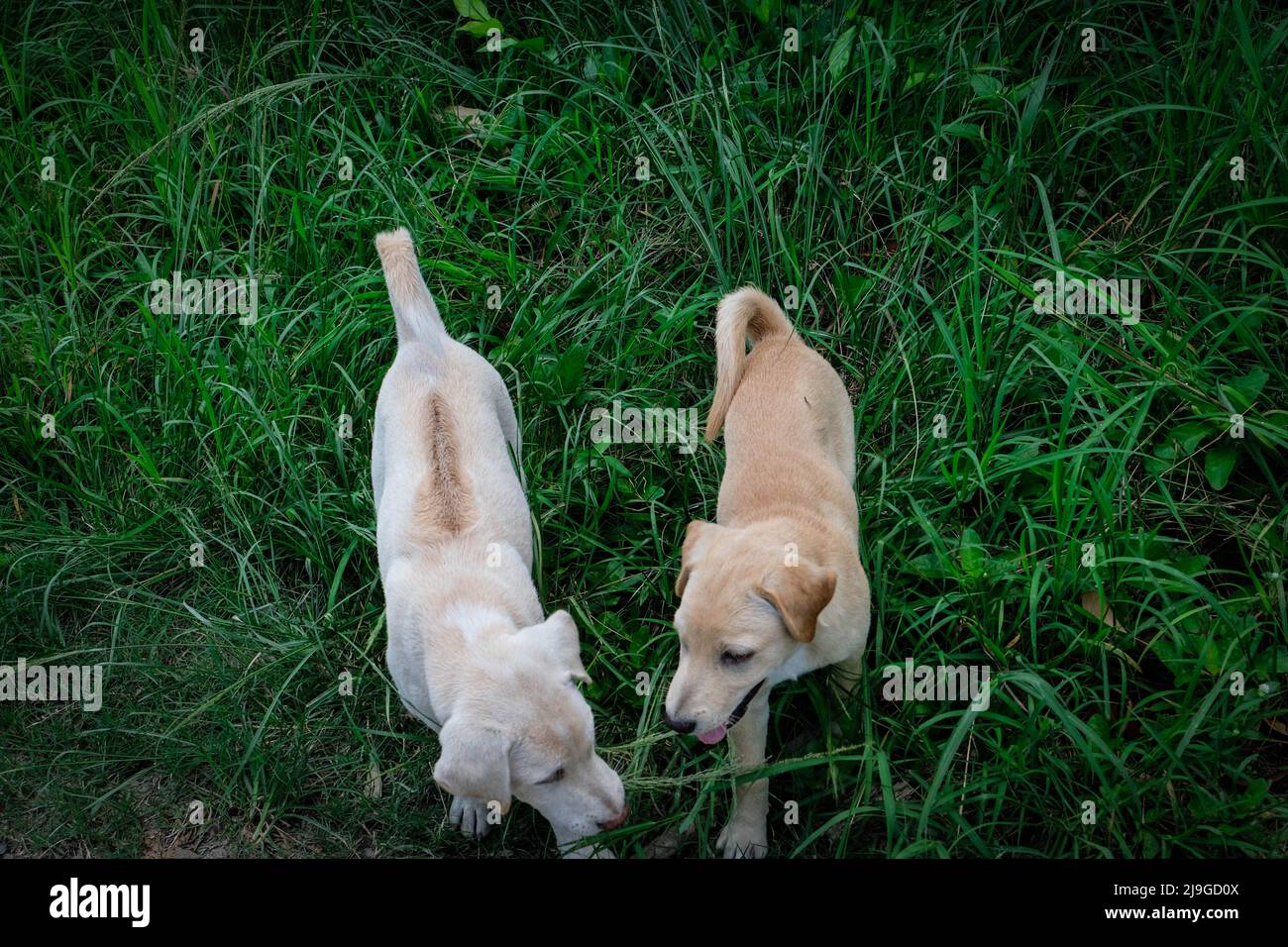 Stunning Grass Eating Puppies By Garden image