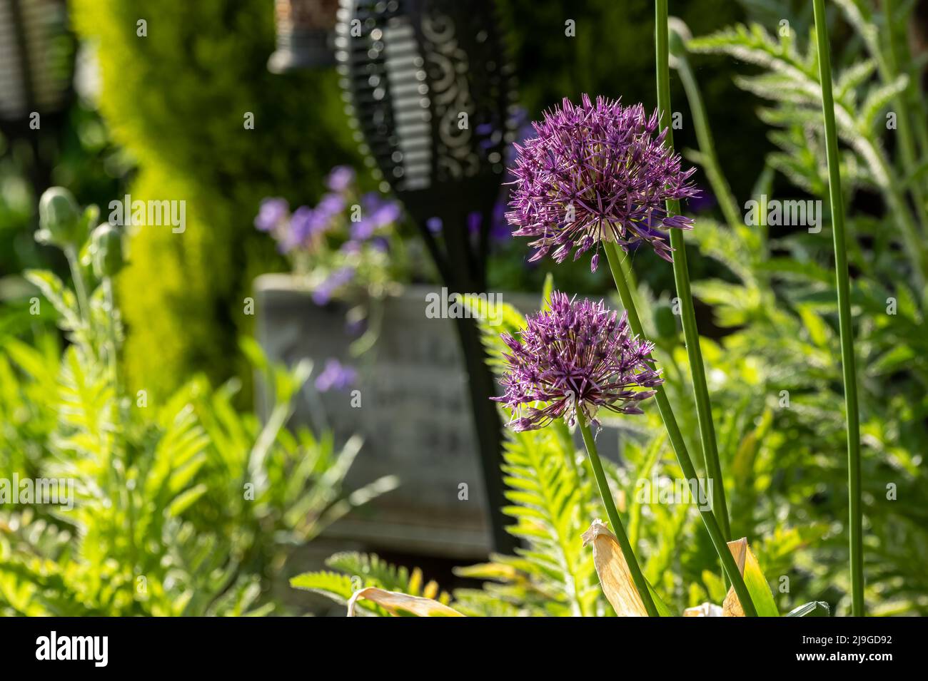 An herbaceous, perennial purple coloured Allium, monocotyledonous in a suburban garden. Stock Photo