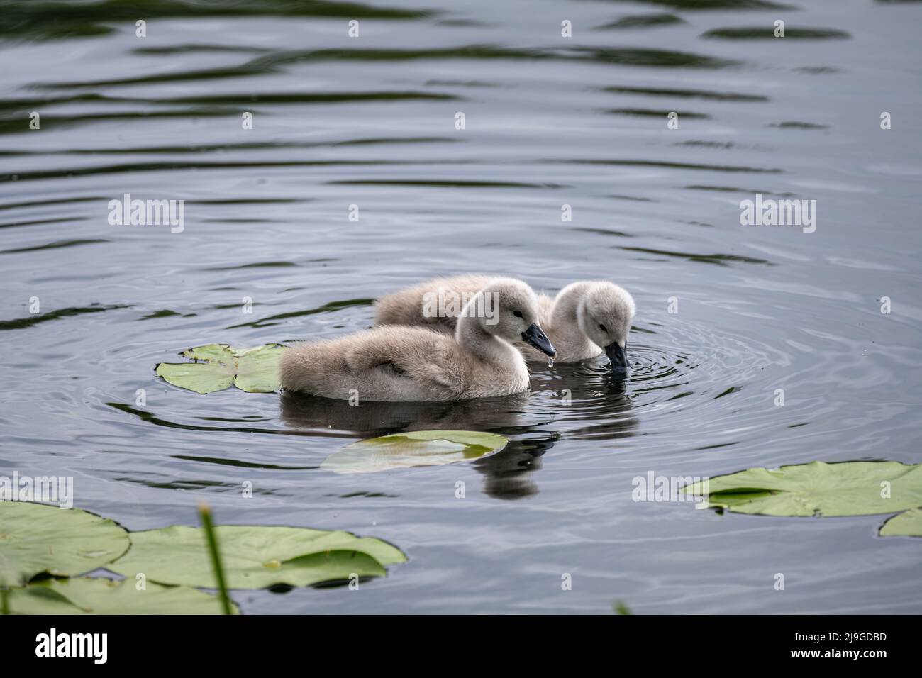 A pair of Mute Swan cygnets, Cygnus olor feeding on a pond in the UK. Stock Photo