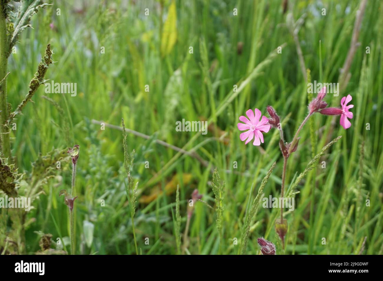 Plants flowers grass on hi-res stock photography and images - Alamy