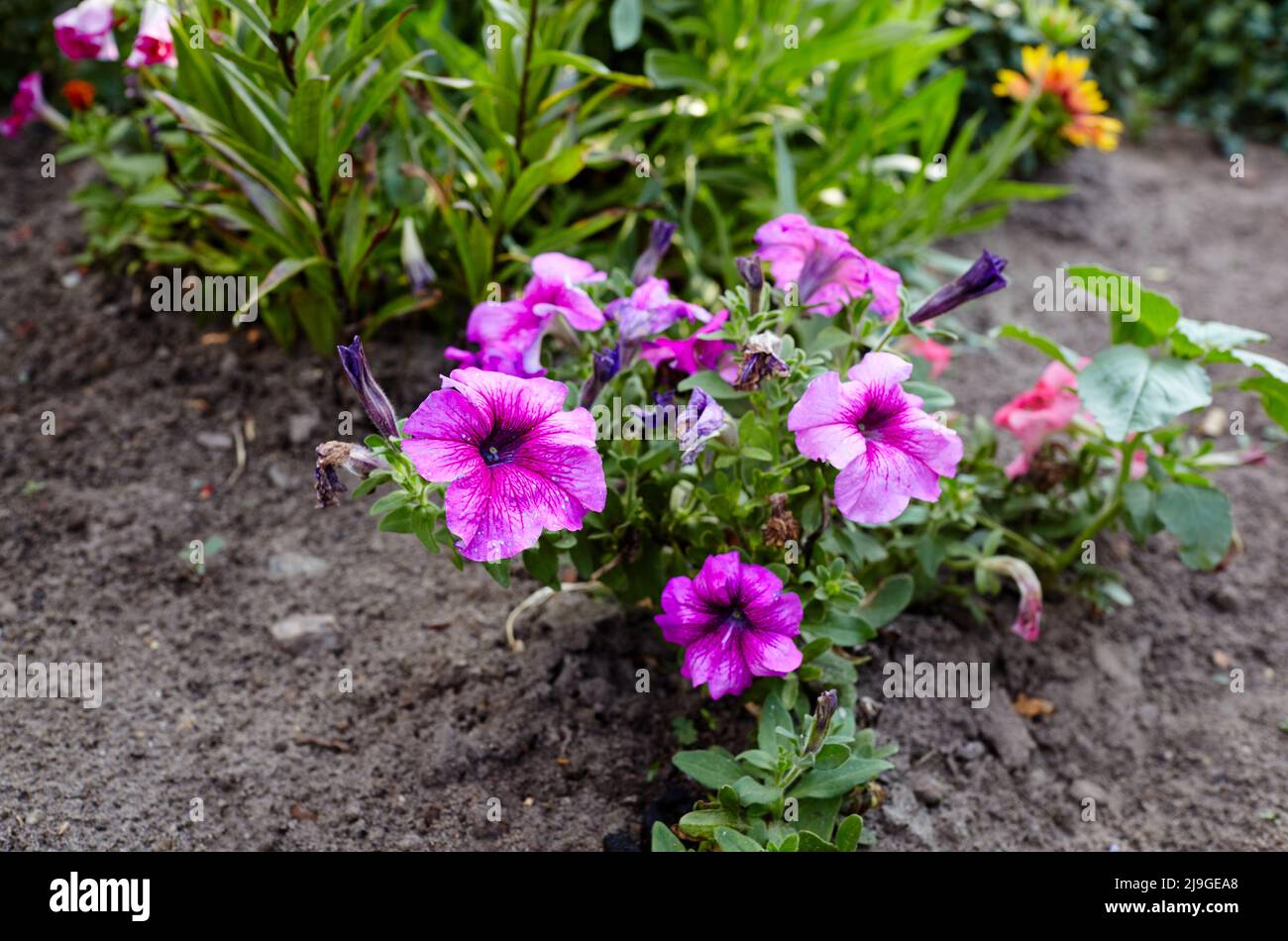 Rural garden design lush blooming colorful common garden petunias. Hot