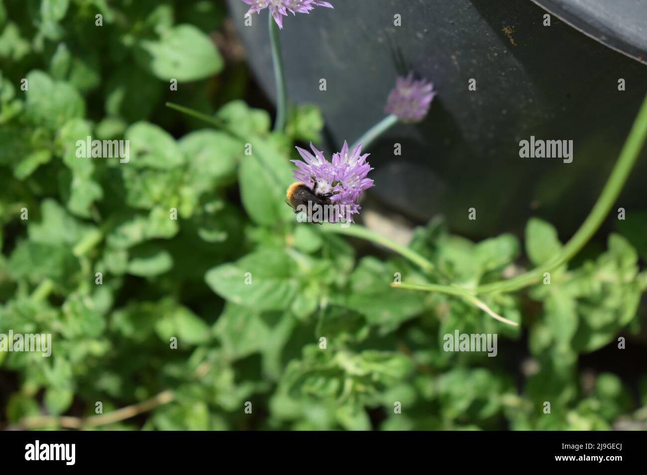 bumblebee on purple blooming chives Stock Photo