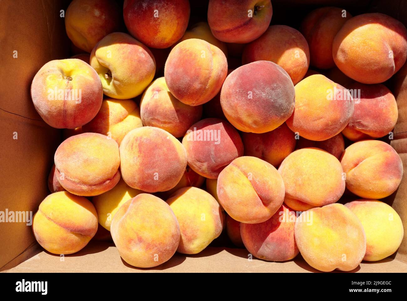 Fresh ripe peaches as background from orchard, top view. Peaches in a ...