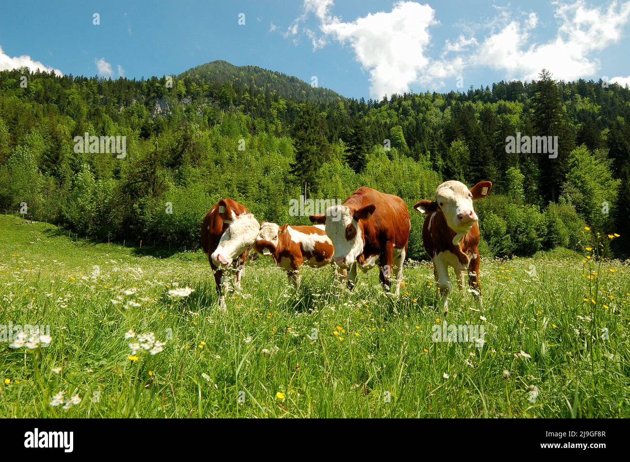 cows in grass meadow Stock Photo - Alamy