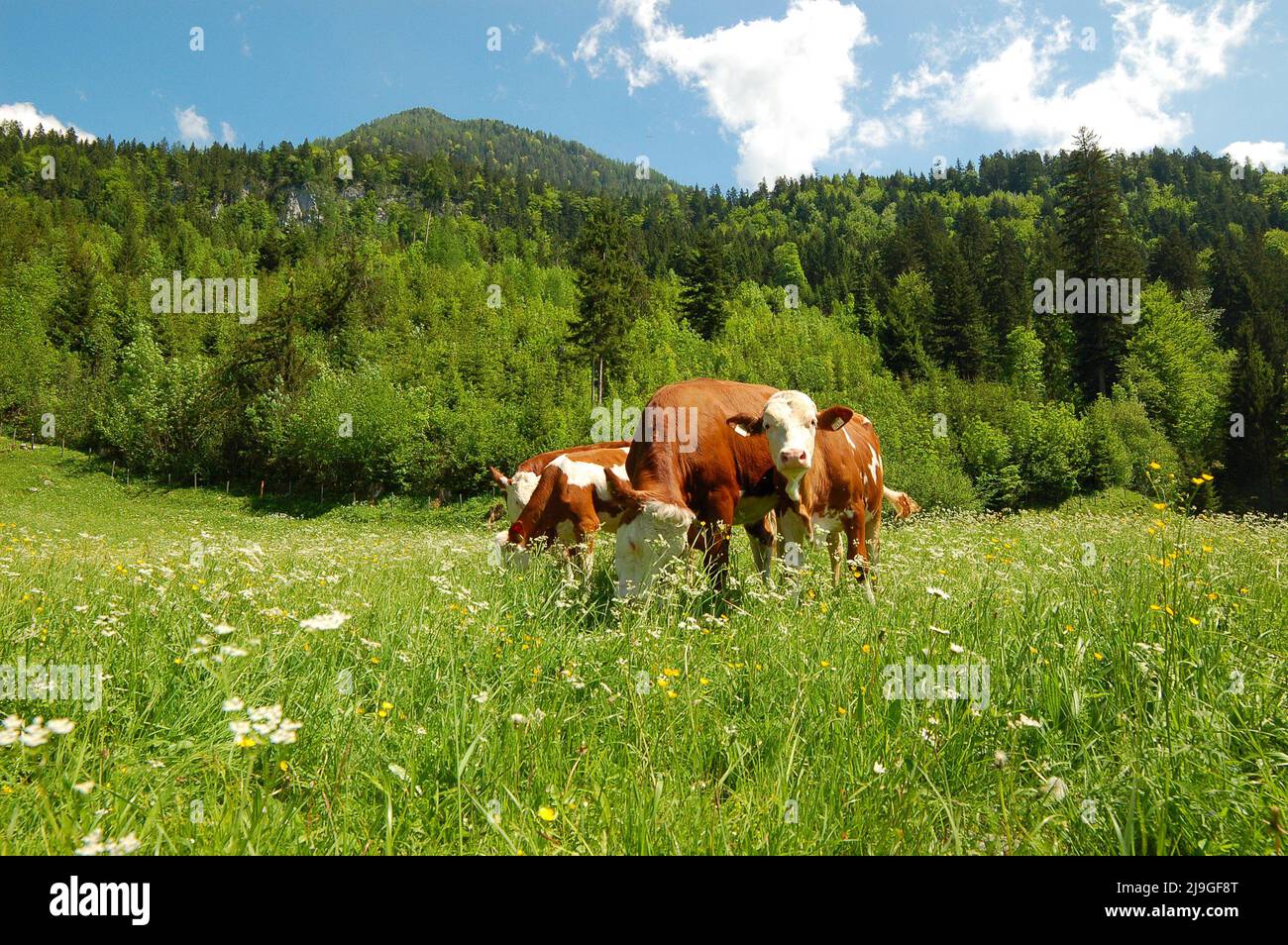 cows in grass meadow Stock Photo - Alamy