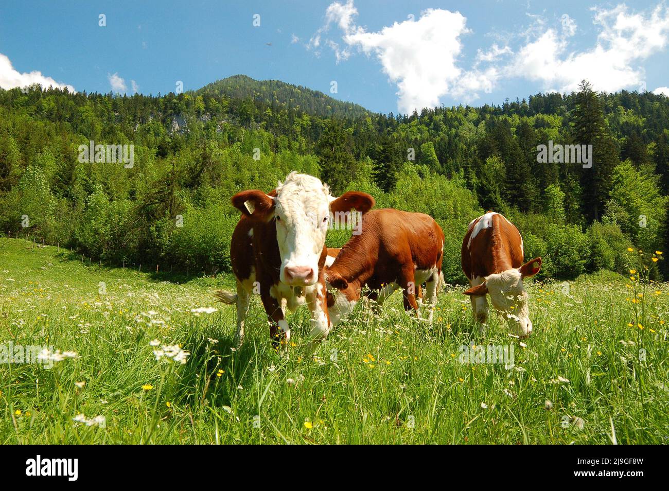 Beef and dairy cows grass hi-res stock photography and images - Alamy