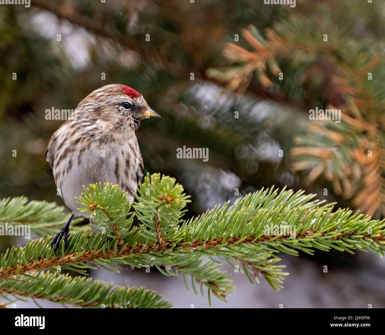 Red poll close-up profile view, perched on a pine branch with blur forest background in its environment and habitat surrounding Stock Photo