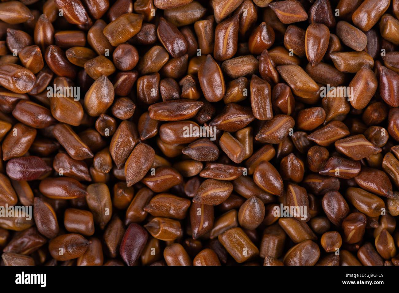 Cassia tora beans background. Sicklepod or Senna obtusifolia. Top view Stock Photo