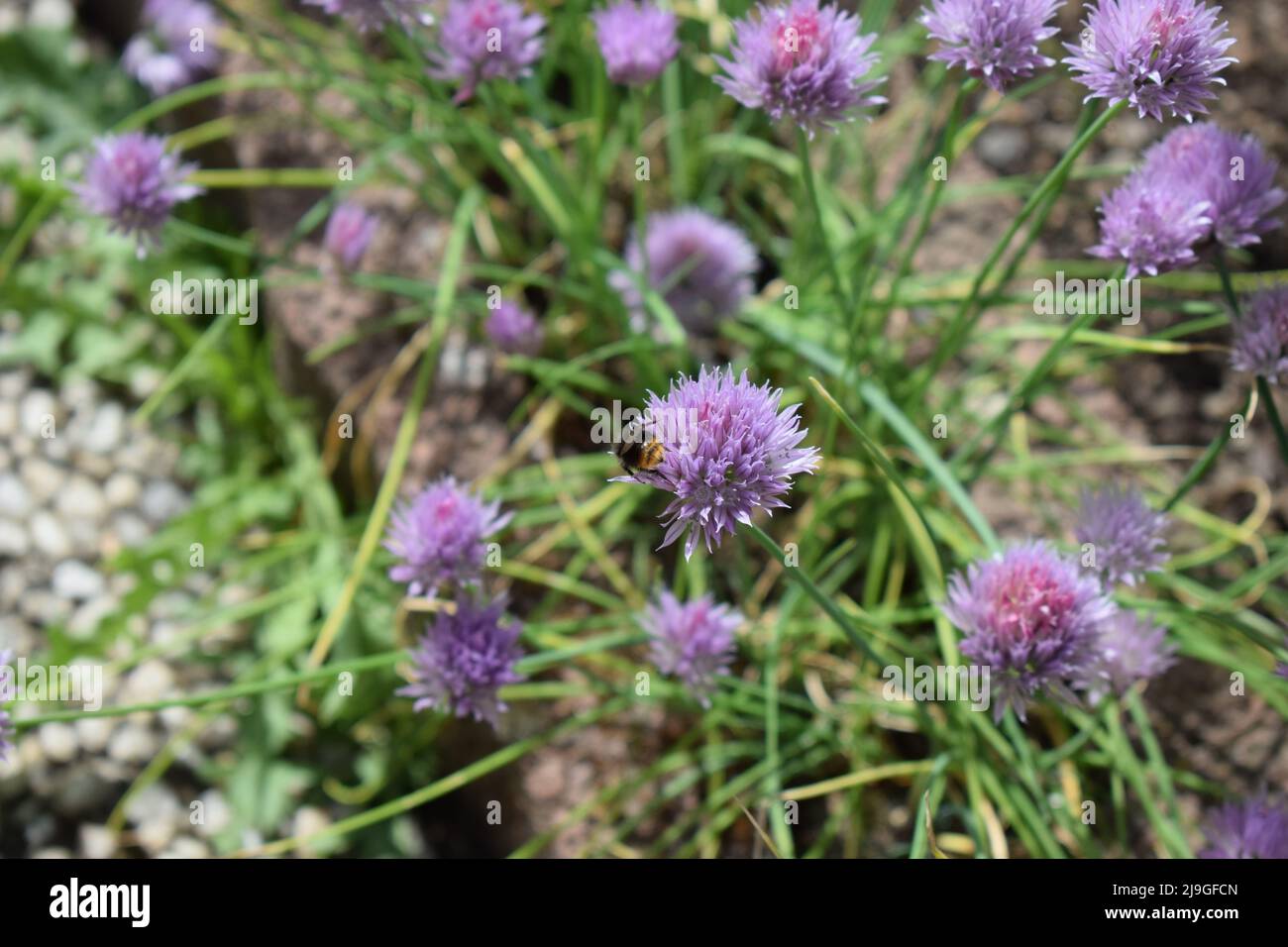 bumblebee on purple blooming chives Stock Photo
