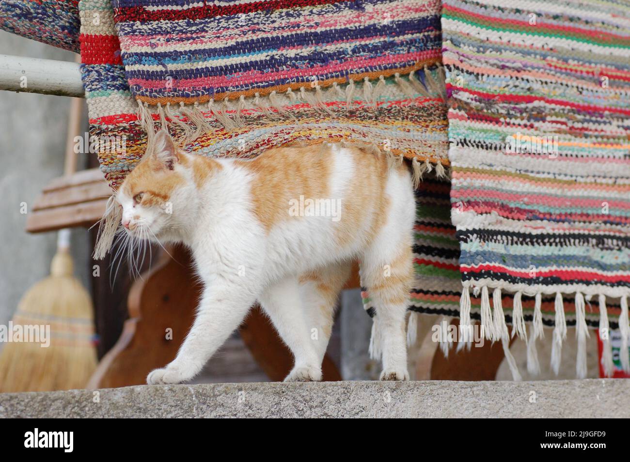 cute house cat Stock Photo - Alamy