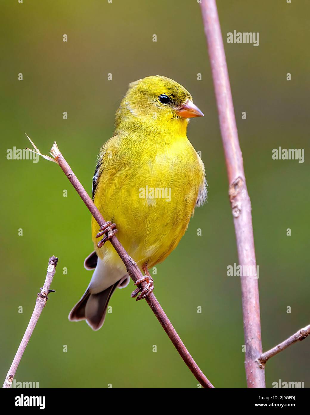 Bright yellow feathers hi-res stock photography and images - Alamy