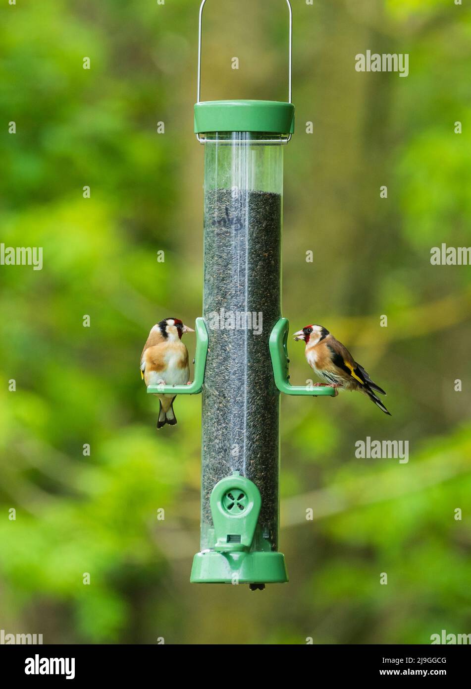 Pair of European goldfinches, Carduelis carduelis, feeding on sunflower seeds on a bird feeder Stock Photo