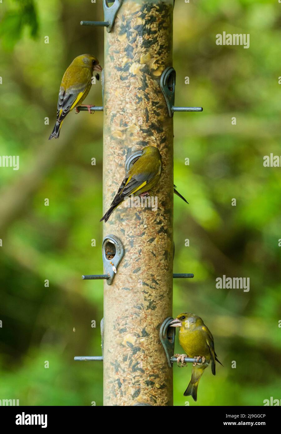 Trio of adult yellow and green UK native greenfinches, Chloris chloris, feeding on a seed and sunflower seed mix Stock Photo