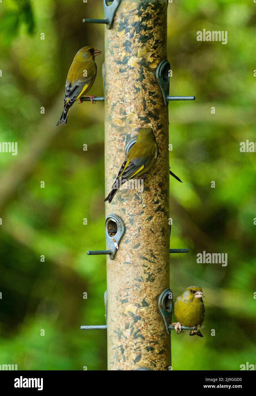 Trio of adult yellow and green UK native greenfinches, Chloris chloris, feeding on a seed and sunflower seed mix Stock Photo