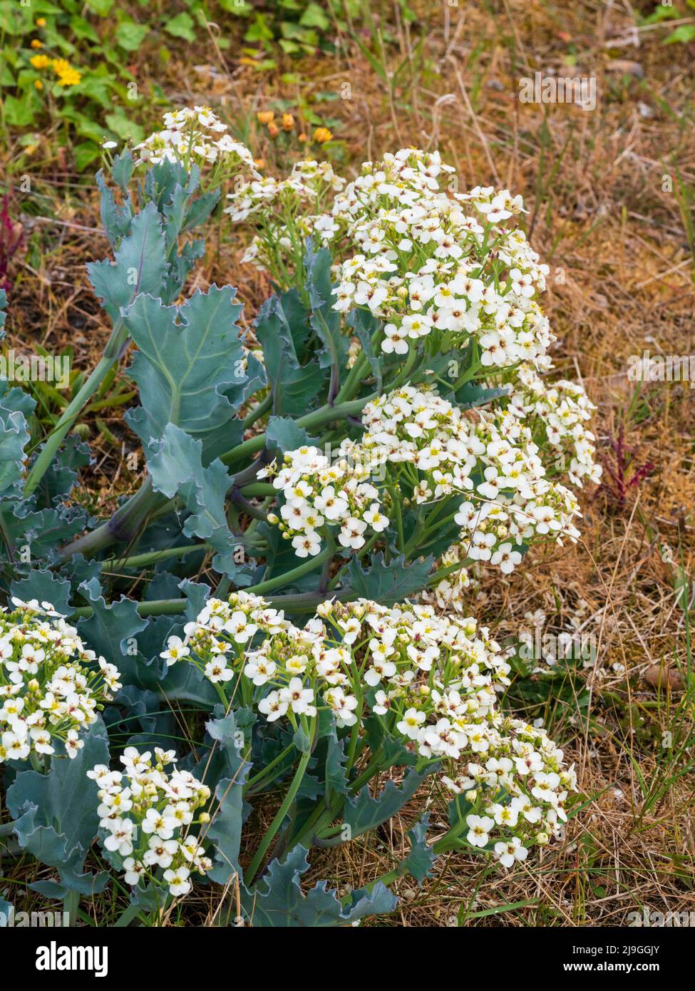 Sea kale, Crambe maritima, in full, early summer flower on the shingle banks of Pagham Harbour, West Sussex, UK Stock Photo