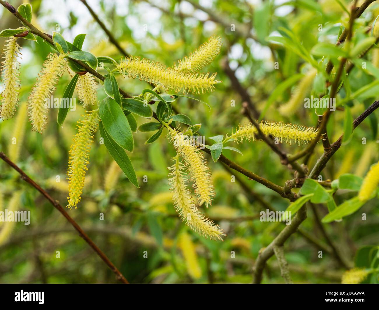 Male catkins of the spring flowering crack willow, Salix x fragilis, a common UK tree Stock