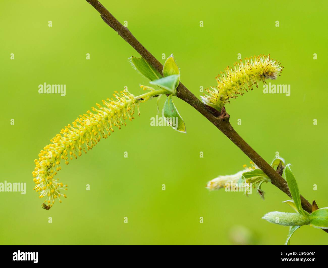 Male catkins of the spring flowering crack willow, Salix x fragilis, a common UK tree Stock Photo