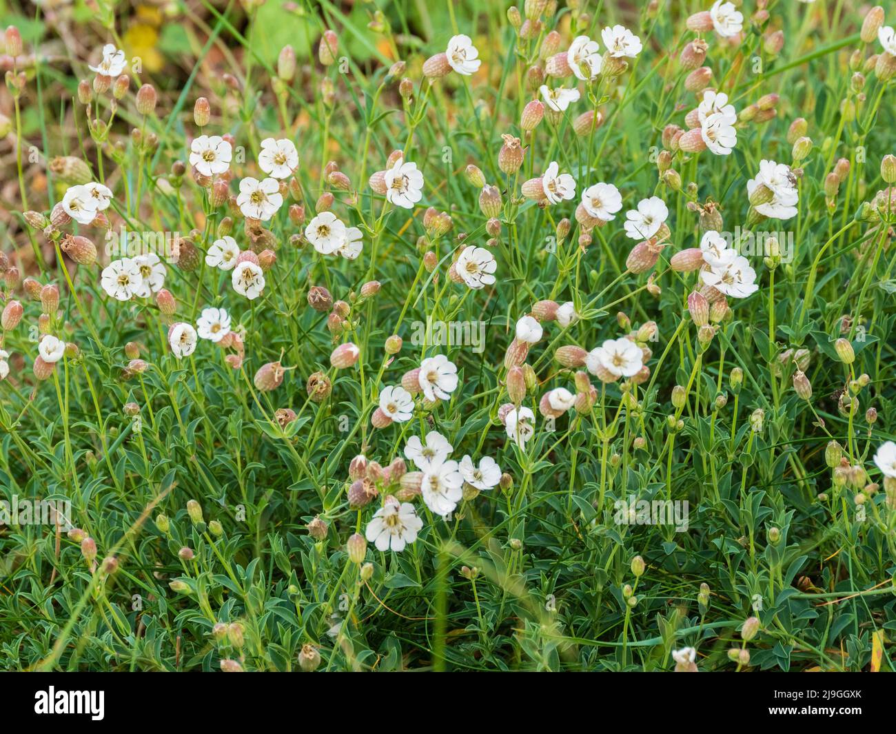 White flowers of the drought and salt tolerant UK seashore native wild flower, Sea Campion, Silene uniflora at Pagham Harbour, West Sussex Stock Photo