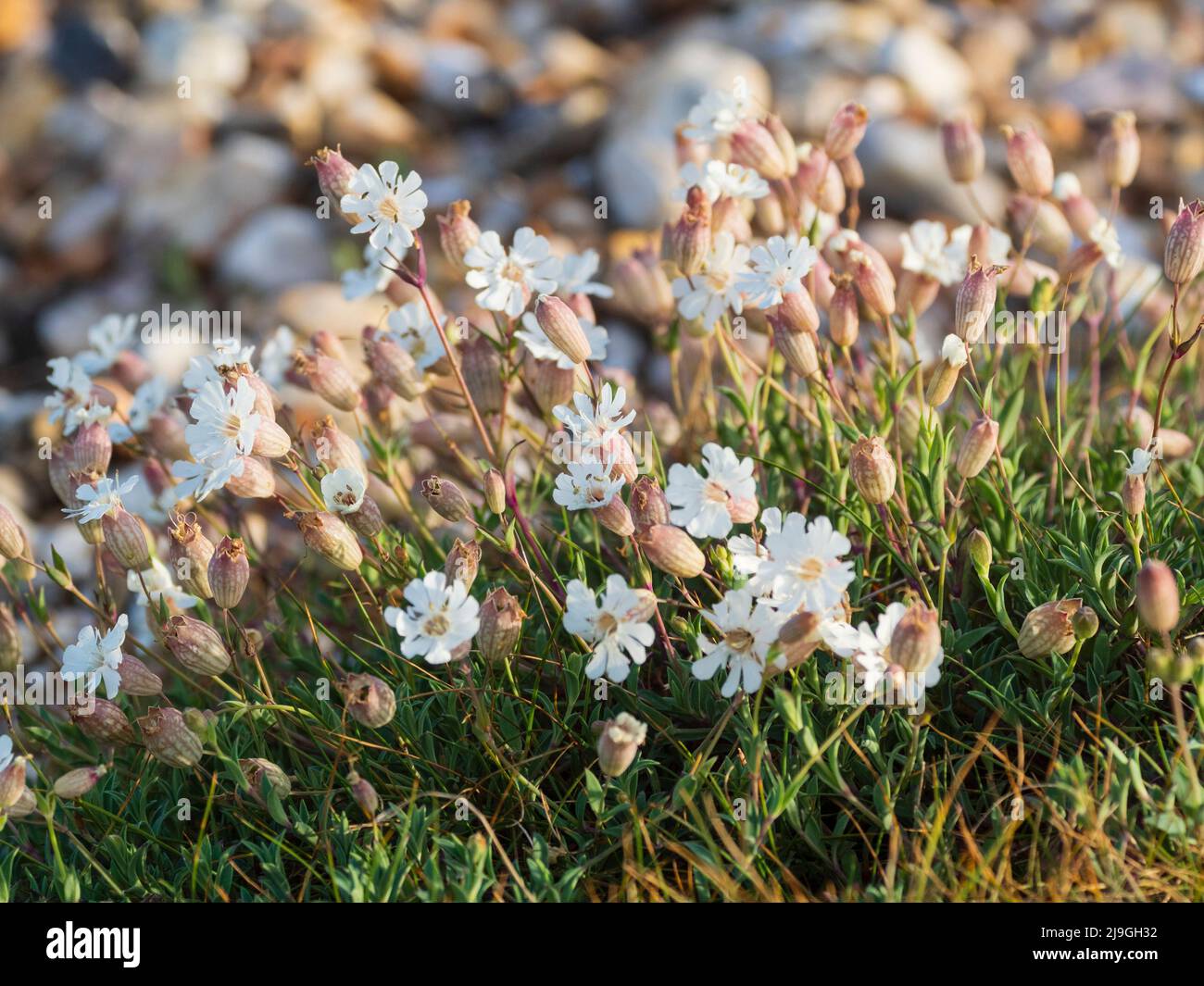 White flowers of the drought and salt tolerant UK seashore native wild flower, Sea Campion, Silene uniflora at Pagham Harbour, West Sussex Stock Photo