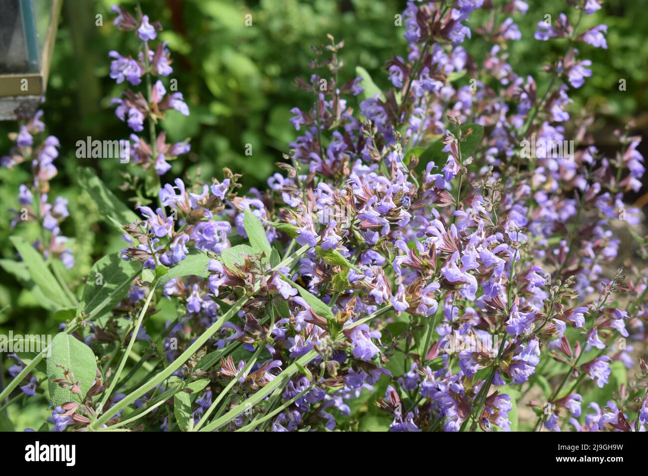 bumblebee on purple blooming sage flowers Stock Photo