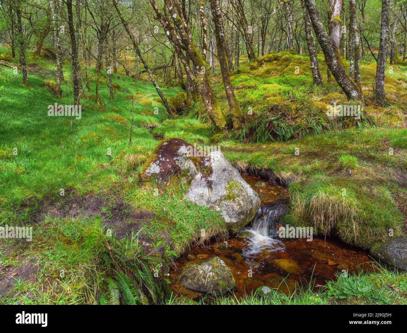 Ariundle Oakwood Nature Reserve, Ardnamurchan Scotland Stock Photo
