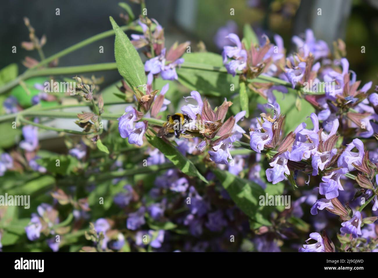 bumblebee on purple blooming sage flowers Stock Photo
