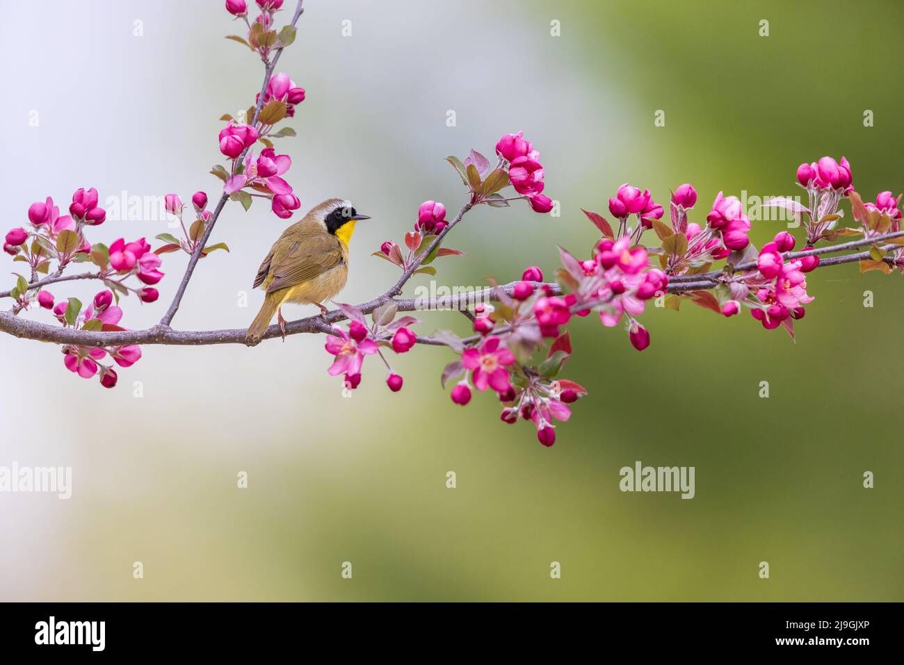 Male common yellowthroat in northern Wisconsin Stock Photo Alamy
