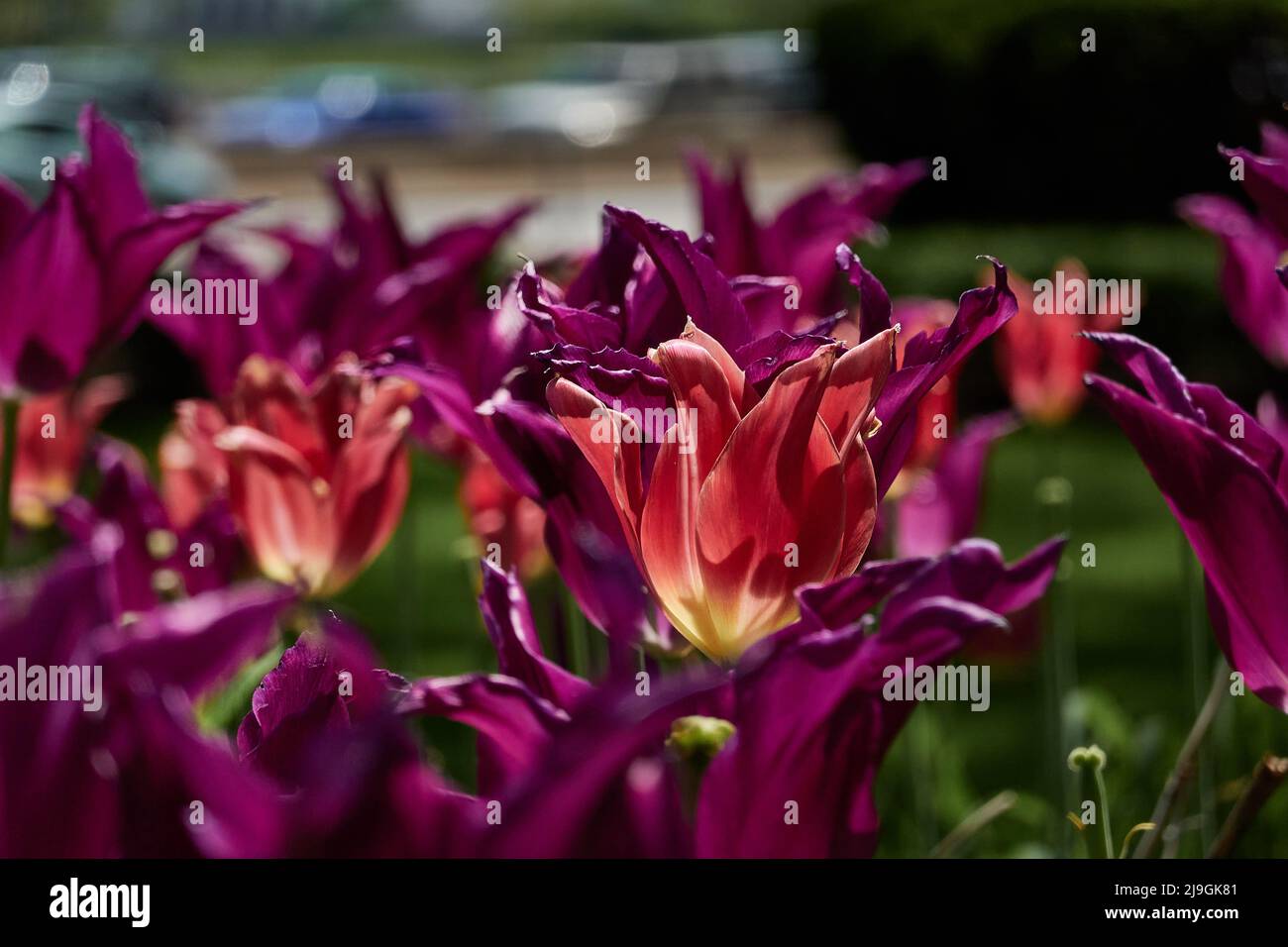close-up of purple and coral colored tulips blooms with road in background Stock Photo