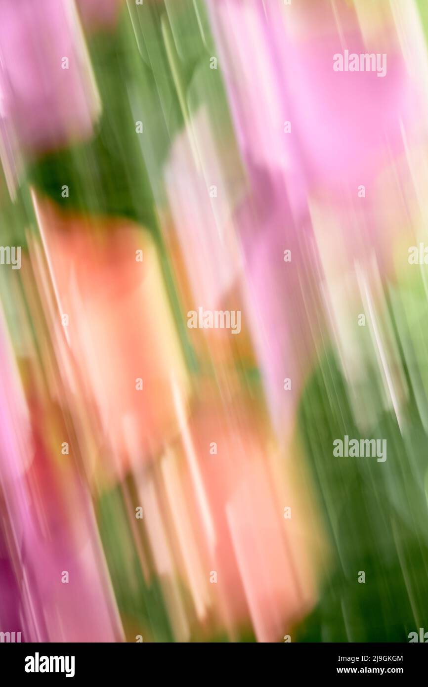 blurred soft Springtime garden colors Stock Photo