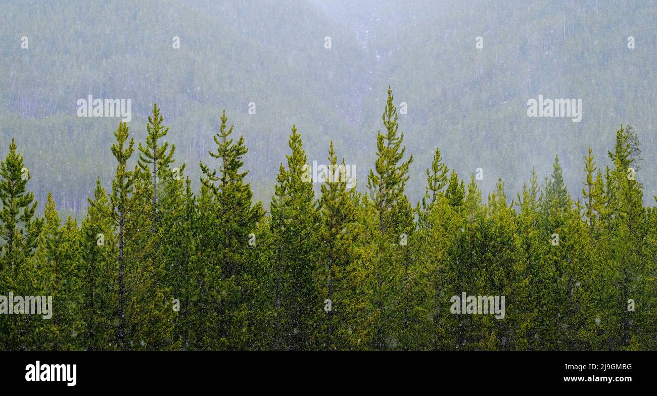 Pine Trees In Forest Wilderness During Snow Storm Blizzard Falling pine-trees-in-forest-wilderness-during-snow-storm-blizzard-falling