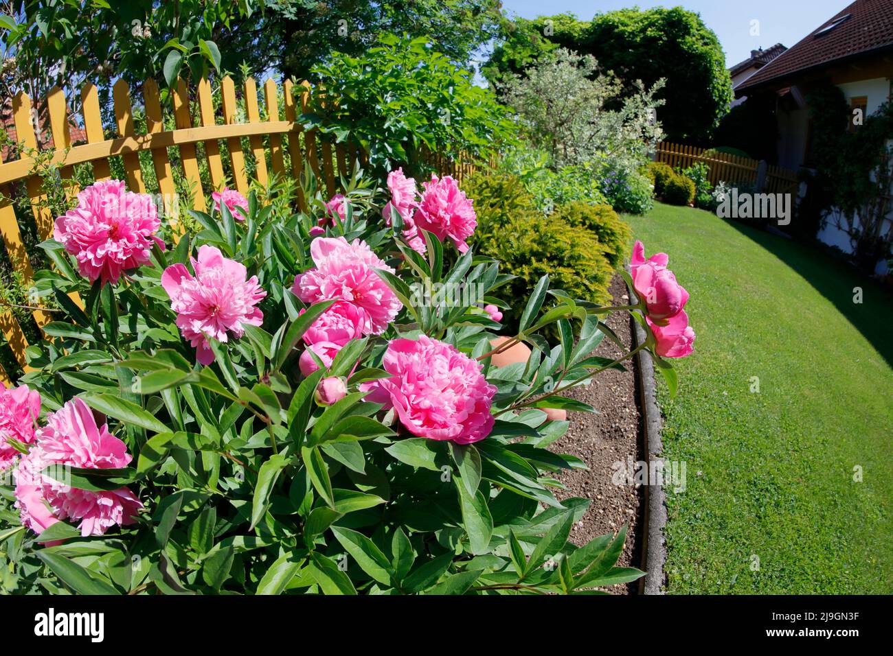 Pretty blooming pink peony Stock Photo