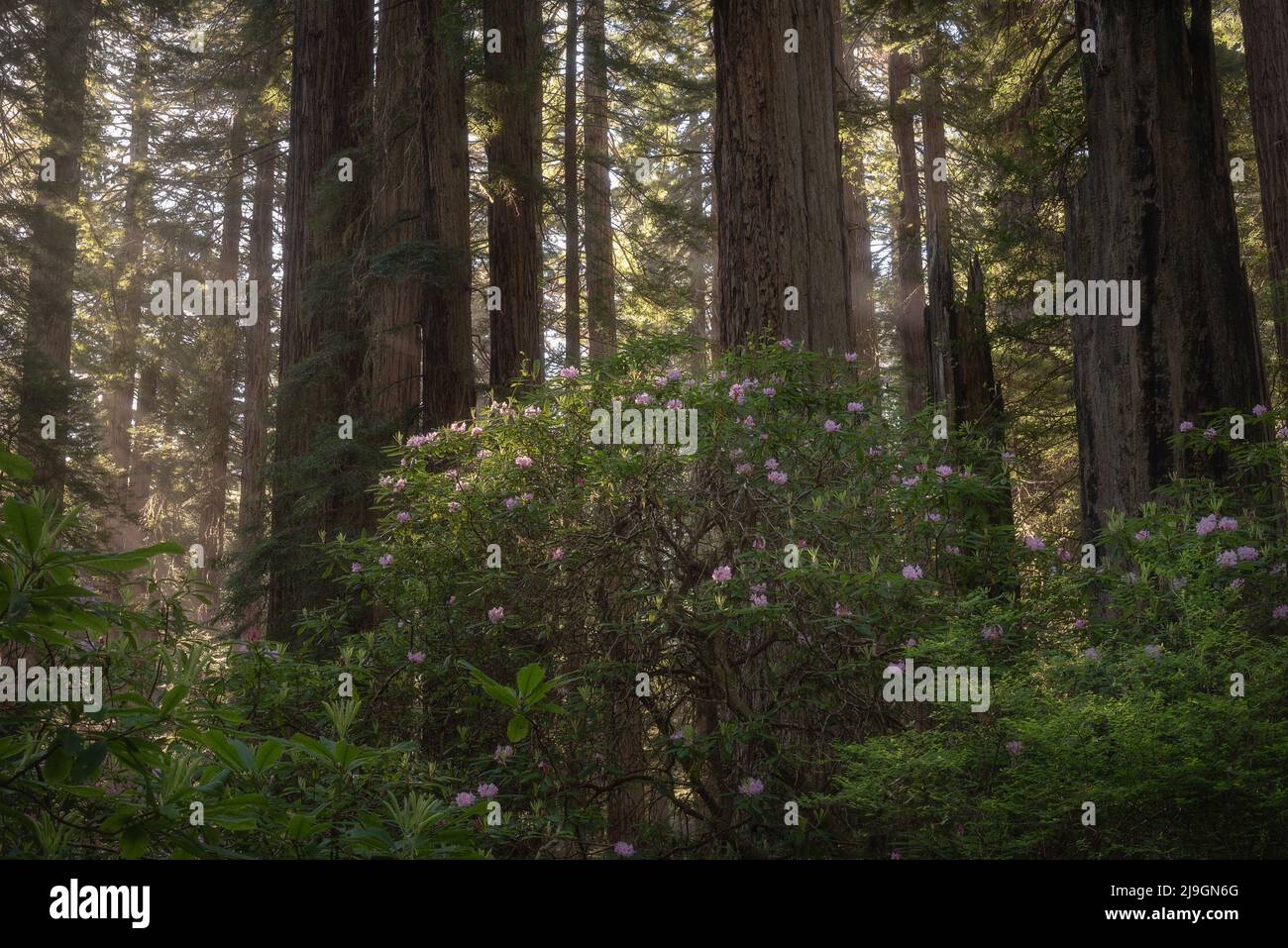 Rhododendron's blooming among the tall trees off the Redwoods National and State Park forest, California Stock Photo