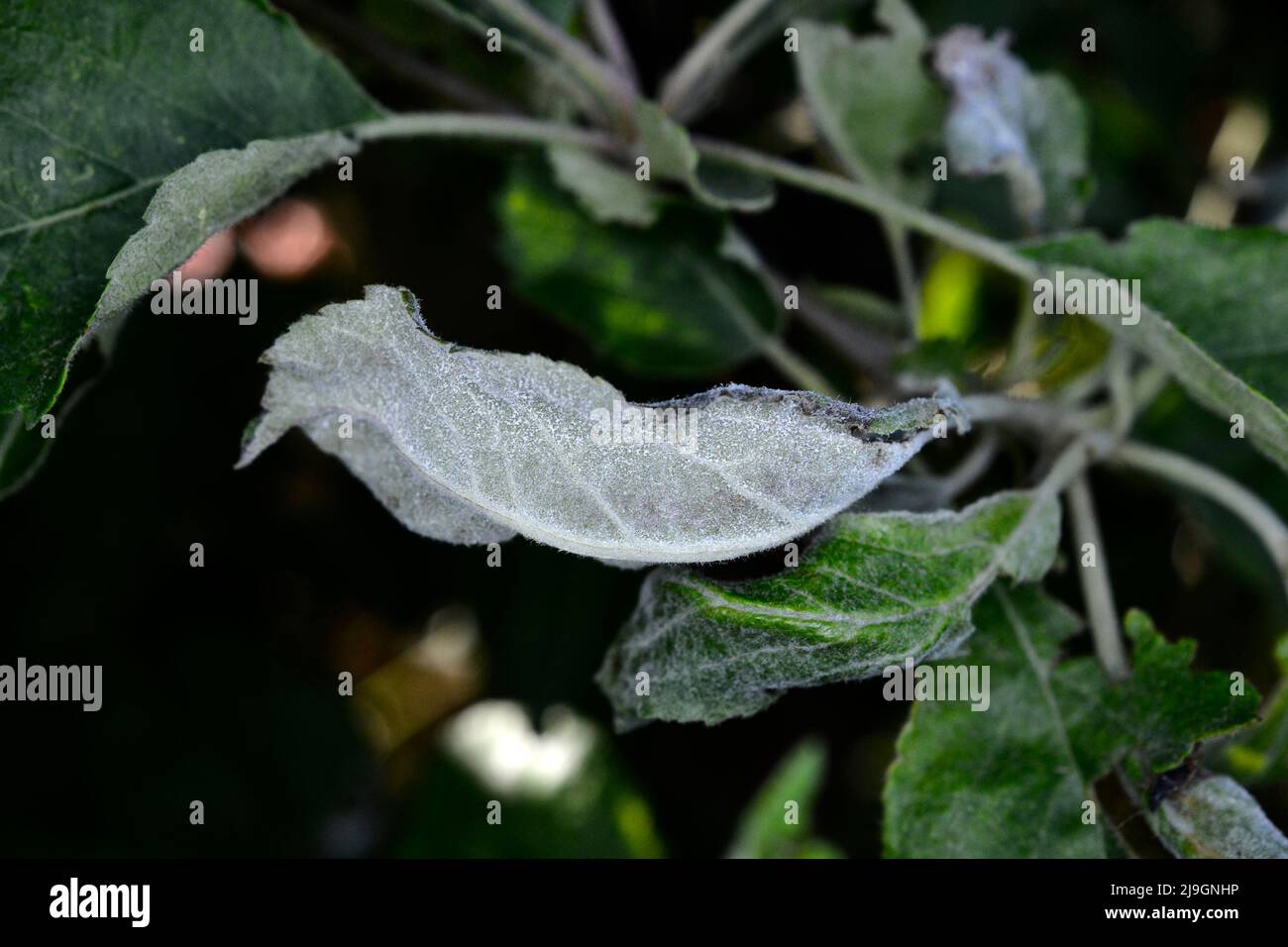 Powdery mildew, podoshpaera leucotricha on an apple tree. Apple leaves