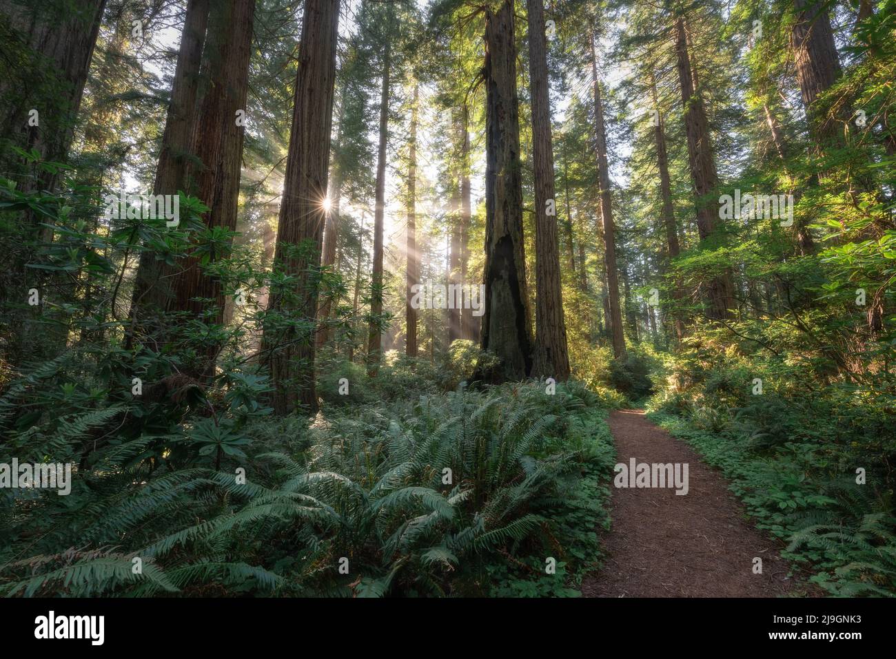Morning Light On A Hiking Trail Through The Beautiful Redwood Forest In