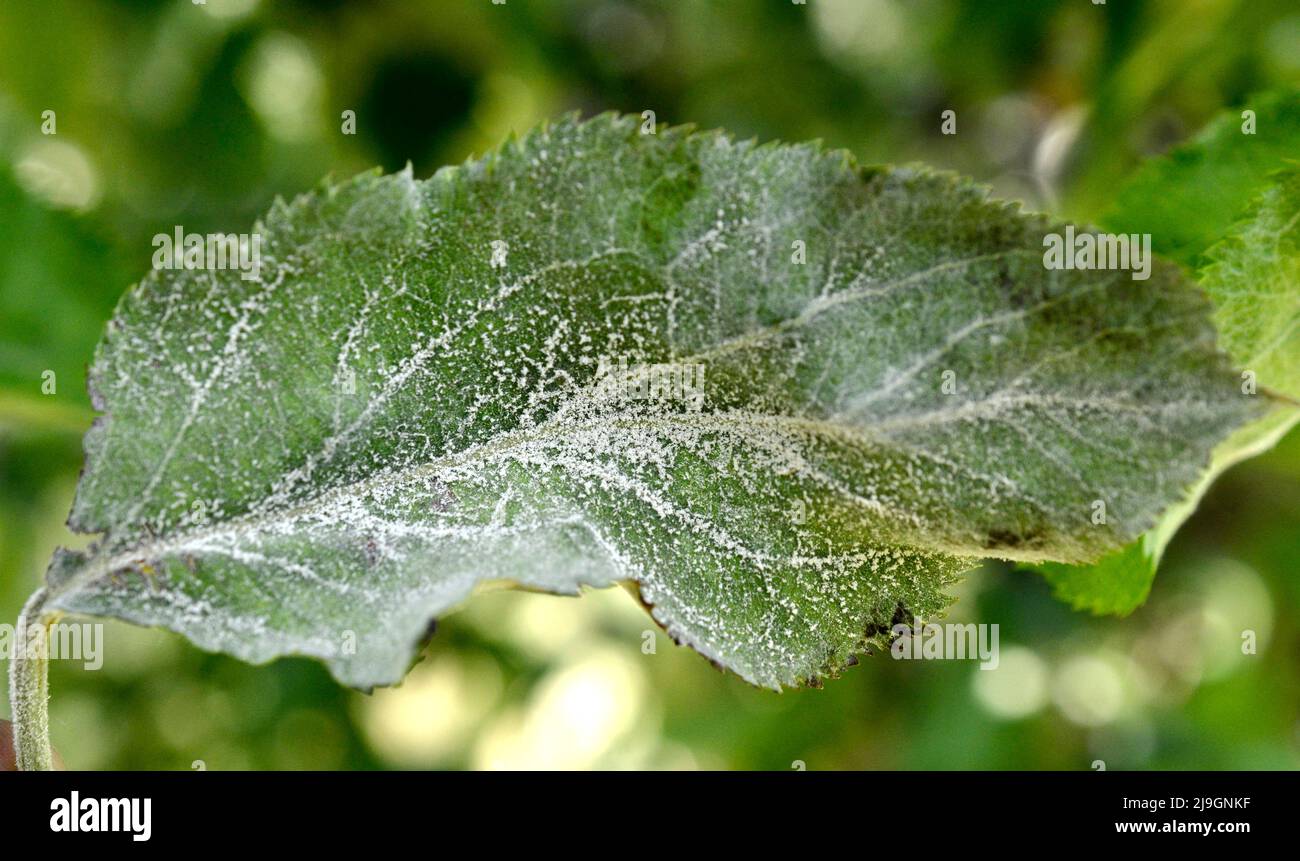 Powdery mildew, podoshpaera leucotricha on an apple tree. Apple leaves