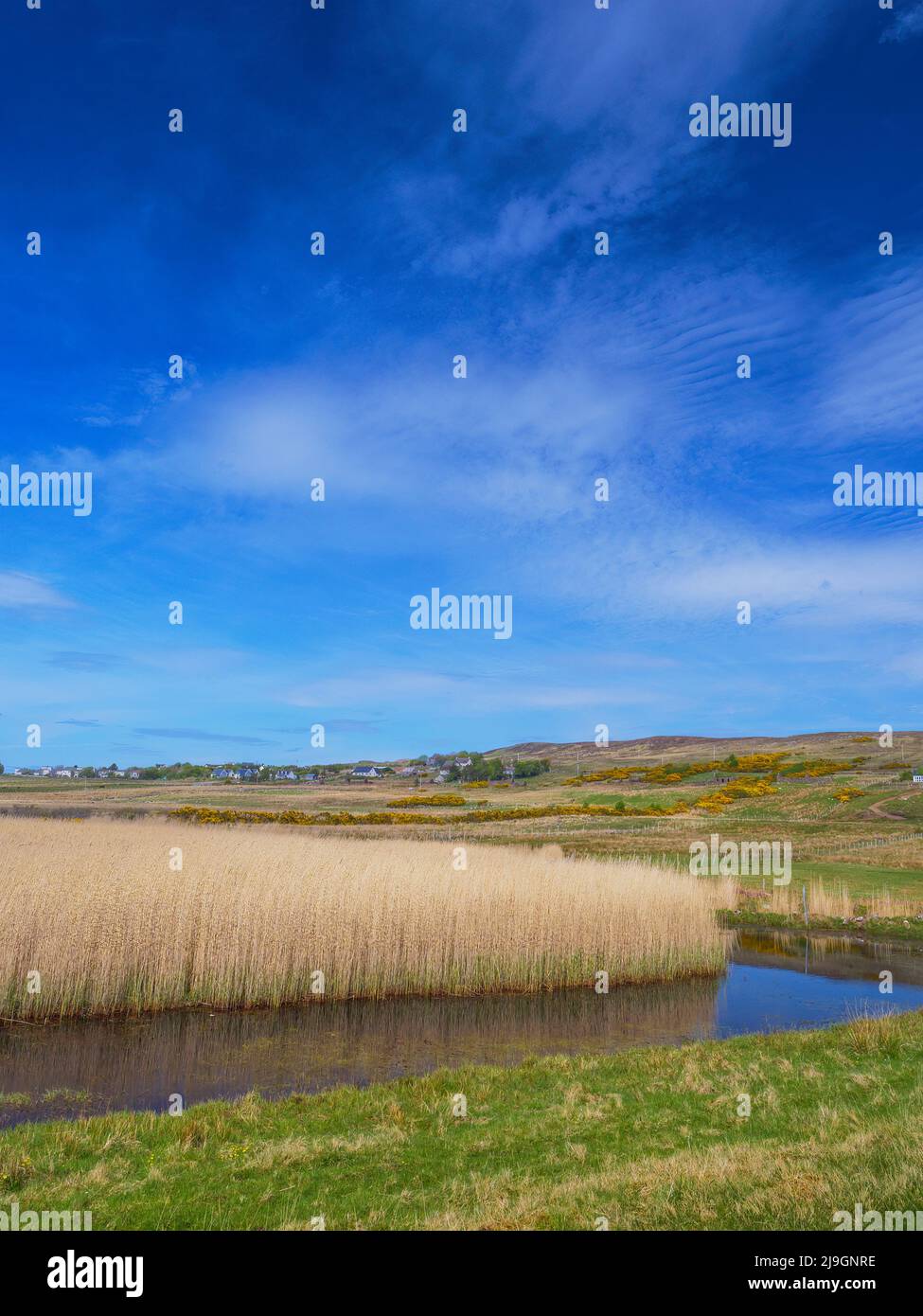 Reeds at Achiltibuie in Ross and Cromarty, Highland, Scotland Stock Photo