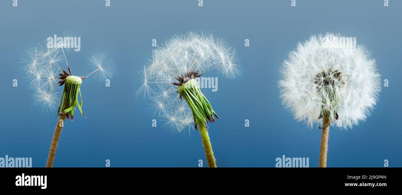 Dandelions as a symbol of mental state and stress. Stock Photo