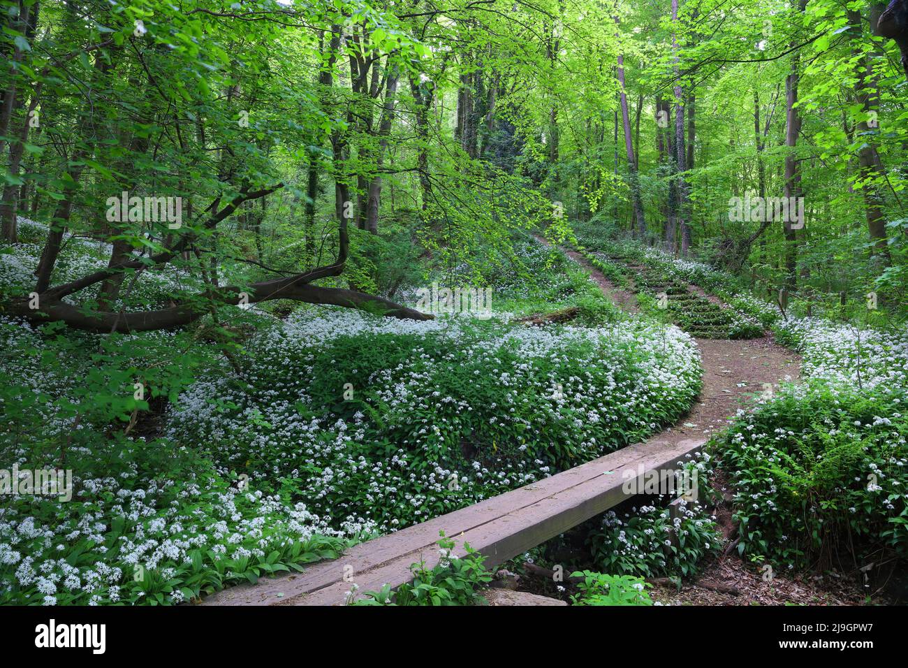 Footpath and Wooden Bridge in Woodland covered in Wild Galic. Durham