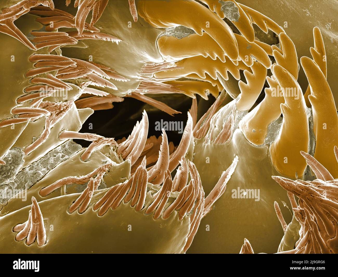 SEM Scanning Electron Microscope image of a Sandhopper, Sand Flea, amphipod Stock Photo
